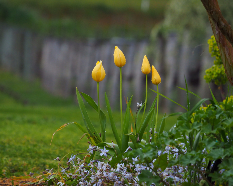 Tulips at Four Winds Vineyard
